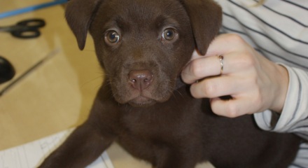 Liz Lean PR's new chocolate labrador puppy